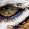 slides/IMG_8747.jpg wildlife, feline, big cat, cat, predator, fur, marking, stripe, bengal, tiger, eye, detail, macro, reflection WBCW91 - Bengal Tiger - Eye Macro Detail